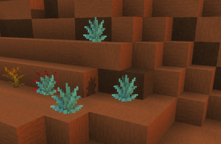 Agave plants